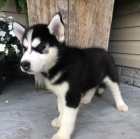 Sladká sibiřská husky štěňata Sladká sibiřská husky štěňata