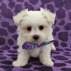 roztomilá maltská štěňátka   roztomilá maltská štěňátka