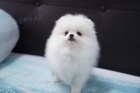 Mini Pomeranian štěňátka s PP   Mini Pomeranian štěňátka s PP