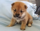 SHIBA INU S PP SHIBA INU S PP