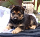 Vakcinovaná štěňata německého ovčáka na prodej Vakcinovaná štěňata německého ovčáka na prodej