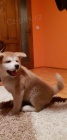 štěňata akita inu (samci i samice) jsou vám k dispozici. štěňata akita inu (samci i samice) jsou vám k dispozici.