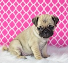   Prod�m Mopy �t��ata s PP