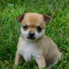  Registrovan� �ivava �t��ata