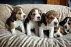 Štěňata Beagle jsou k dispozici na prodej Štěňata Beagle jsou k dispozici na prodej
