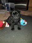 mops štěňata připravena mops štěňata připravena