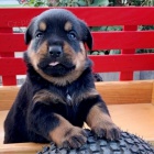 ROTVAJLER �T��ATA