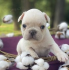   Ohromuj�c� francouzsk� buldok �t��a