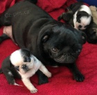 Dom�c� �t��ata Mops