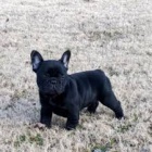 francouzský buldok štěňata k adopci francouzský buldok štěňata k adopci