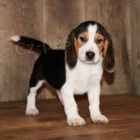 roztomilá beagle štěňata roztomilá beagle štěňata