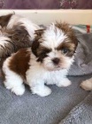 roztomilá štěňata shih-tzu roztomilá štěňata shih-tzu