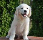 štěňata zlatého retrívra štěňata zlatého retrívra