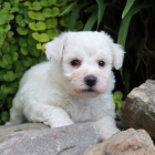 Bichon frise /Bišonek Bichon frise /Bišonek