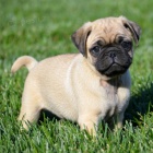 Mops Mops