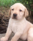 Labradorsk� retr�vr /retriever x 