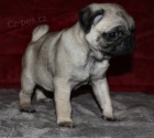 Mops štěňata Mops štěňata