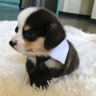 �t��ata Welsh Corgi Pembroke.