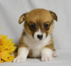 Kr�sn� o�kovan� Pembroke Welsh Corgis