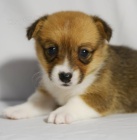 Kr�sn� o�kovan� Pembroke Welsh Corgis