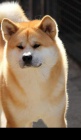 Akita inu Akita inu