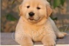 zlatý retrívr štěňata zlatý retrívr štěňata