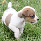 Hladkosrstý Jack Russell teriér Hladkosrstý Jack Russell teriér