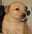 Labradorsk� retr�vr