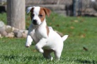 Prodám štěňata JACK RUSSELL TERÍER Prodám štěňata JACK RUSSELL TERÍER