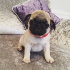 MOPSICI MOPSICI