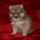 Pred�m ps�ka - pomeranian, nemeck� �pi