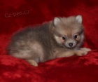 Pred�m ps�ka - pomeranian, nemeck� �pi