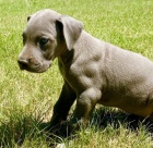 N�meck� doga �t��ata