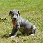 ZDRAV� �t��ata doga