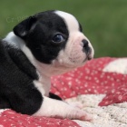 Bostonsk� teri�r