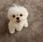 úžasná maltská štěňata úžasná maltská štěňata