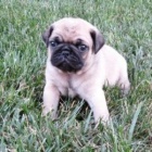 nejroztomilejší štěňata mopslíků nejroztomilejší štěňata mopslíků