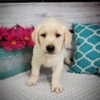 labradorský retrívr labradorský retrívr