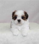 štěňata shih tzu štěňata shih tzu