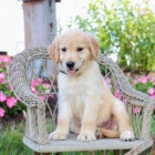 Zlatý retriever Zlatý retriever