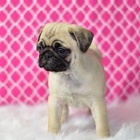 nejroztomilejší štěňata mopslíků nejroztomilejší štěňata mopslíků