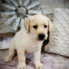 labradorský retrívr labradorský retrívr