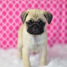 nejroztomilejší štěňata mopslíků nejroztomilejší štěňata mopslíků