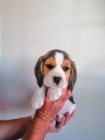 Absolutně rozkošná čistokrevná štěňata Beagle?? Absolutně rozkošná čistokrevná štěňata Beagle??