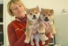�t��ata shiba inu