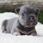 Francouzsk� buldo�ek s PP FCI