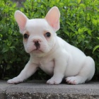 Francouzsk� buldo�ek s PP.