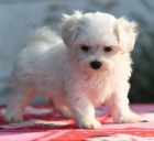 snhov bl mini maltsk tata