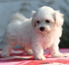 snhov bl mini maltsk tata