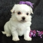 Maltzek,maltzsk psk,malt